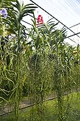 Plant nursery of Vanda orchids in Thaïland