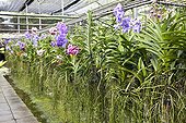 Plant nursery of Vanda orchids in Thailand