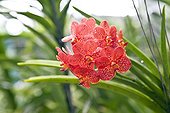 Vanda orchid in a greenhouse in Thailand