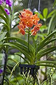 Vanda orchid in a greenhouse in Thailand