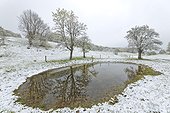 Cattle pound under late snow - France