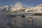 Gentoo penguins and Elephant Seal on a beach