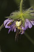 Goldenrod Spider male female and prey -  Øland Sweden