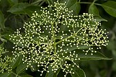 Common elderberry flowers - Denmark 