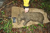 Badger covered in mud caught and asleep - France  ; Gun transponder 