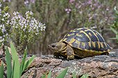 Hermann tortoise on rock - Plaines des Maures France