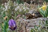 Hermann tortoise on rock - Plaines des Maures France