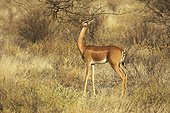 Gerenuk - Kenya