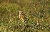 Burrowing Owl - Venezuela