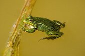 Green frog - France