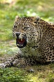 Amur Leopard - Asia