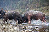 Buffalo fighting along the Bala River - Guizhou China 