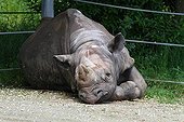 Black rhino lying against a fence