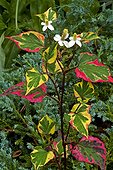 Houttuynia in flowers in a garden