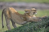 Lion cub stretching in savannah - Masai Mara Kenya