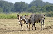 Cape Eland couple - Masai Mara Kenya