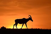 Topi walking in the savannah at dawn - Masai Mara Kenya