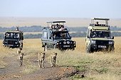 Cheetahs and vision vehicles on the road - Masai Mara Kenya
