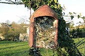 Nest occupied by a sparrow nest - France 