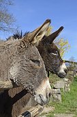 Donkeys in a barnyard - France 
