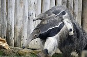 Great Anteater female with her young - Amneville Zoo 