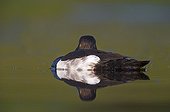 Male Tufted Duck sleeping on the water in summer - GB