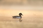Male Tufted Duck swimming on a pond in summer - GB