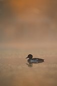 Male Tufted Duck swimming on a pond in summer - GB