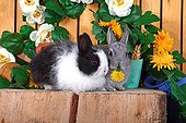 Dwarf rabbits strain flowered wood 