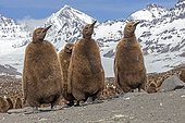 Young King penguins in a colony - South Georgia