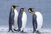 King penguins on the shore shouting - South Georgia