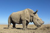 Northern White Rhinoceros on the savannah - Kenya  ; There are only 8 left in a captive environment.
