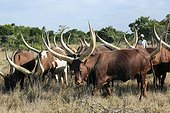 Ankole-Watusi Cattle in bush - Kenya 