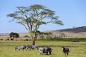Grevy's zebras in the savannah - Kenya 