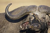 Cape Buffalo and Red-billed oxpecker - Kenya