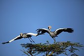 Crowned Crane  flying away- Kenya