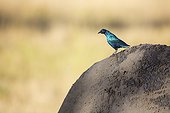 Greater Blue-eared Starling sitting on a rhino - Kenya