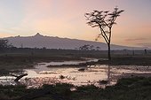 Marsh at sunrise with Mount Kenya - Ol Pejeta  Kenya