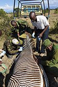 Reasearch team working with Grevy's zebra  - Ol Pejeta Kenya