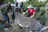 Reasearch team working with Grevy's zebra  - Ol Pejeta Kenya
