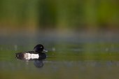 Male Tufted Duck swimming on green water in summer - GB