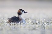 Great Crested Grebe swimming among flowers at spring - GB