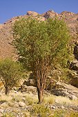 Brandberg acacias in the Namib Desert in Namibia