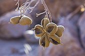 Fruits of a tree in the Brandberg mountains - Namibia