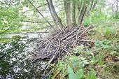 European beaver hut - Doller valley Alsace France 