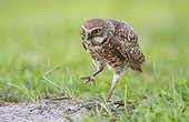 Burrowing Owl with a frog leg in beak - Florida USA