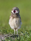 Young Burrowing Owl yawning - Florida USA