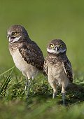 Young Burrowing Owls outside burrow - Florida USA