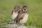 Young Burrowing Owls outside burrow - Florida USA