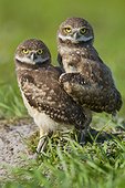 Young Burrowing Owls outside burrow - Florida USA